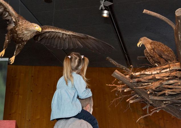 Dem König der Lüfte hautnah, Foto: Mirco Runge, Lizenz: Müritzeum gGmbH