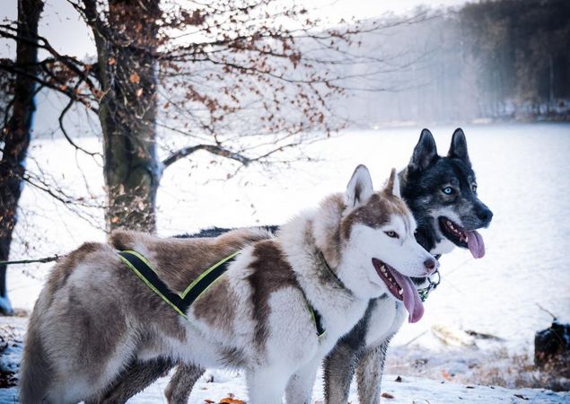 Huskys, Foto: J. Friedrich