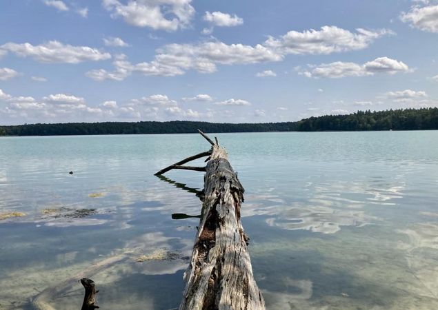 Baumstamm ragt in den Stechlinsee, Foto: Itta Olaj, Lizenz: Tourismusverband Ruppiner Seenland e. V. Baumstamm ragt in den Stechlinsee, Foto: Itta Olaj, Lizenz: Tourismusverband Ruppiner Seenland e. V.