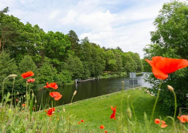 Mohn am Finowkanal, Foto: TMB-Fotoarchiv/ Steffen Lehmann, Foto: Steffen Lehmann