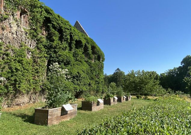Klostergarten mit Hochbeeten, Foto: Elisabeth Kluge, Lizenz: Tourist-Information Zehdenick Klostergarten mit Hochbeeten, Foto: Elisabeth Kluge, Lizenz: Tourist-Information Zehdenick