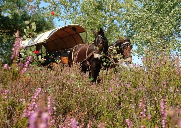 Fahrt zur Heideblüte, Foto: Juliane Rensch