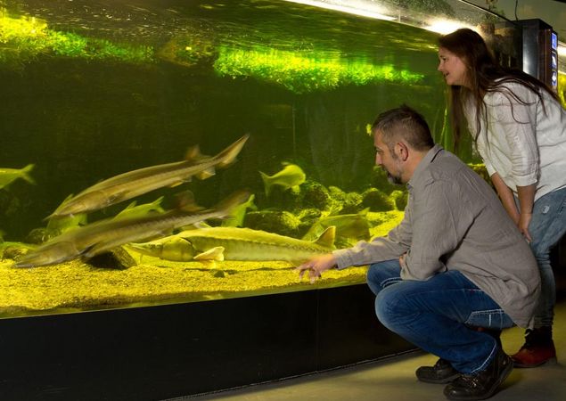 Imposante Störe im Aquarium, Foto: Mirko Runge, Lizenz: Müritzeum gGmbH