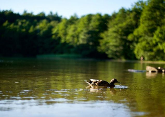 Blick auf Einstiegsstelle, Foto: Tauchbasis Stechlin, Lizenz: Tauchbasis Stechlin Blick auf Einstiegsstelle, Foto: Tauchbasis Stechlin, Lizenz: Tauchbasis Stechlin