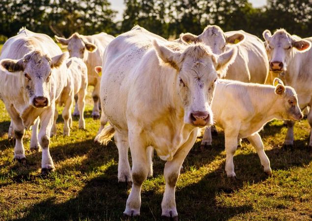 Charolais Rinder, Foto: Andre Wirsig, Lizenz: Regio Nord