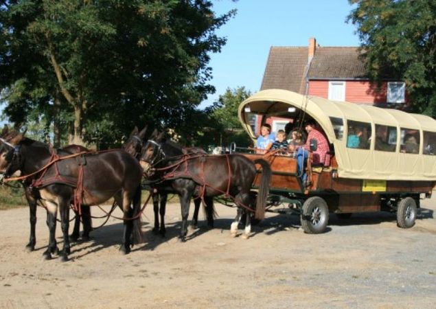 Mulis Vierergespann der Reit- und Fahrtouristik Lychen, Foto: Juliane Rensch