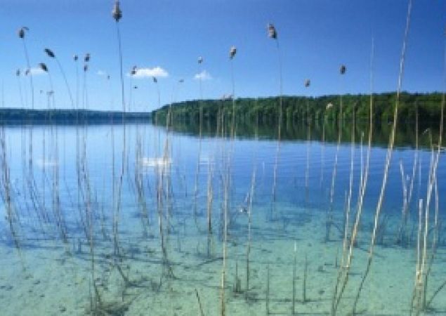 Stechlinsee - Schilfgürtel, Foto: Tourismusverein Fürstenberger Seenland e.V.