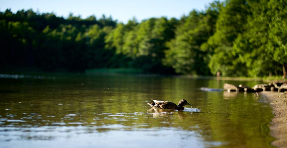 Blick auf Einstiegsstelle, Foto: Tauchbasis Stechlin, Lizenz: Tauchbasis Stechlin Blick auf Einstiegsstelle, Foto: Tauchbasis Stechlin, Lizenz: Tauchbasis Stechlin