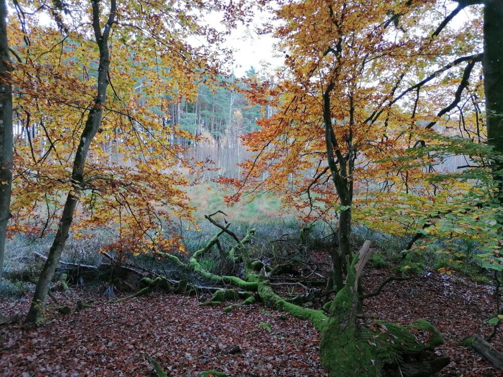 Wald am Hegensteinbach, Foto: REGiO-Nord mbH