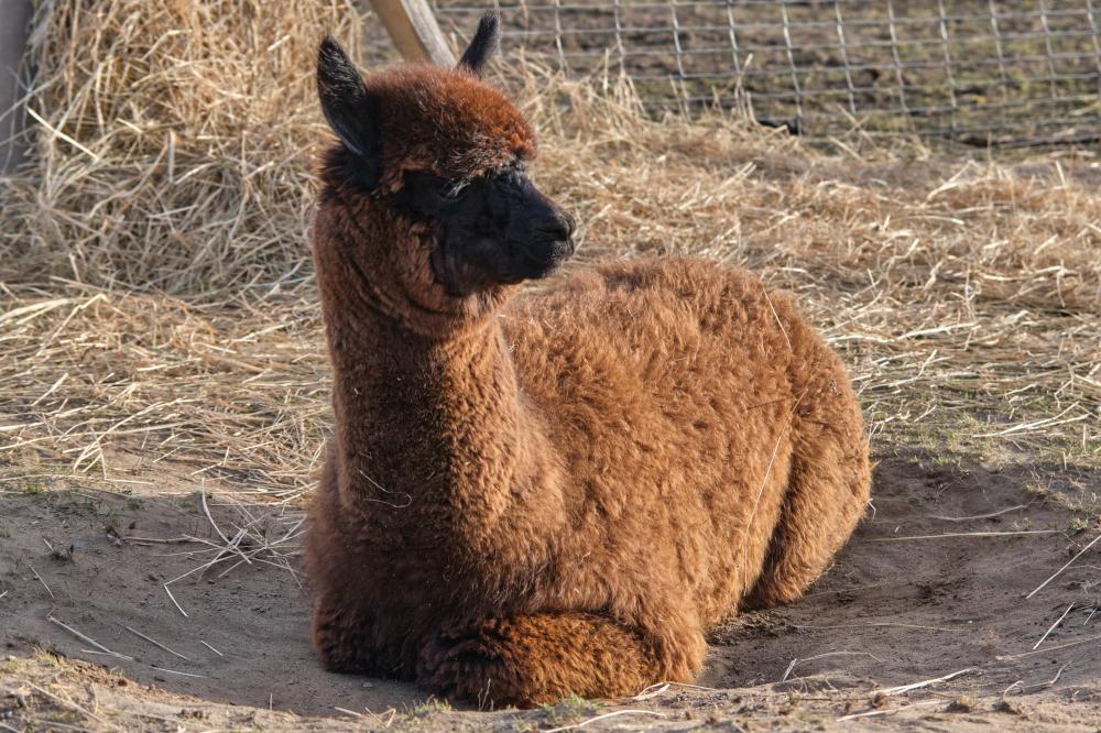Mon Bijou - Zuchtstute, Foto: Tiny Alpaca Town GbR, Lizenz: Jennifer Draba-Quell Mon Bijou - Zuchtstute, Foto: Tiny Alpaca Town GbR, Lizenz: Jennifer Draba-Quell