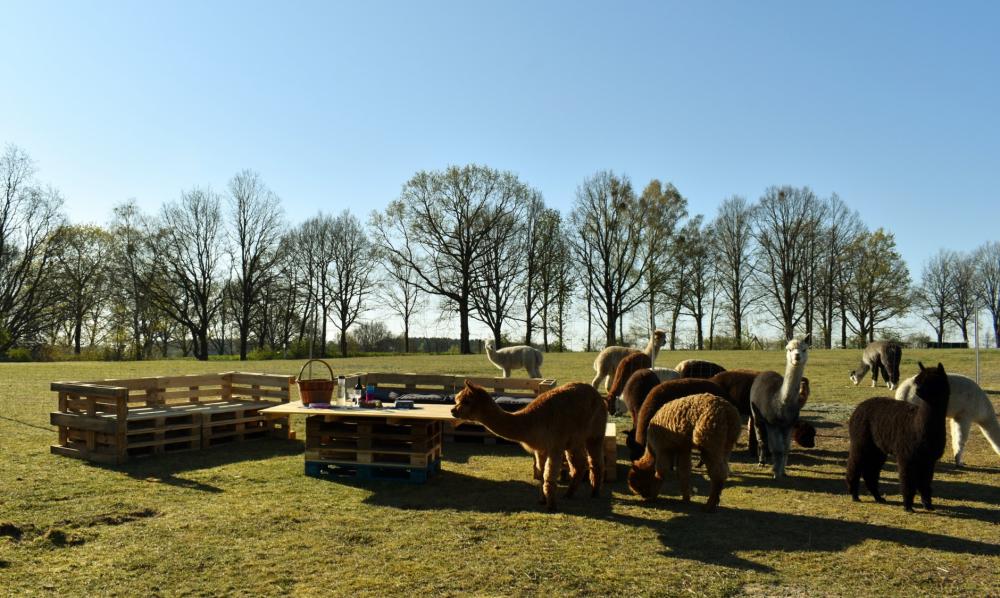 Picknick zwischen Alpakas, Foto: Tiny Alpaca Town GbR, Lizenz: Jennifer Draba-Quell Picknick zwischen Alpakas, Foto: Tiny Alpaca Town GbR, Lizenz: Jennifer Draba-Quell