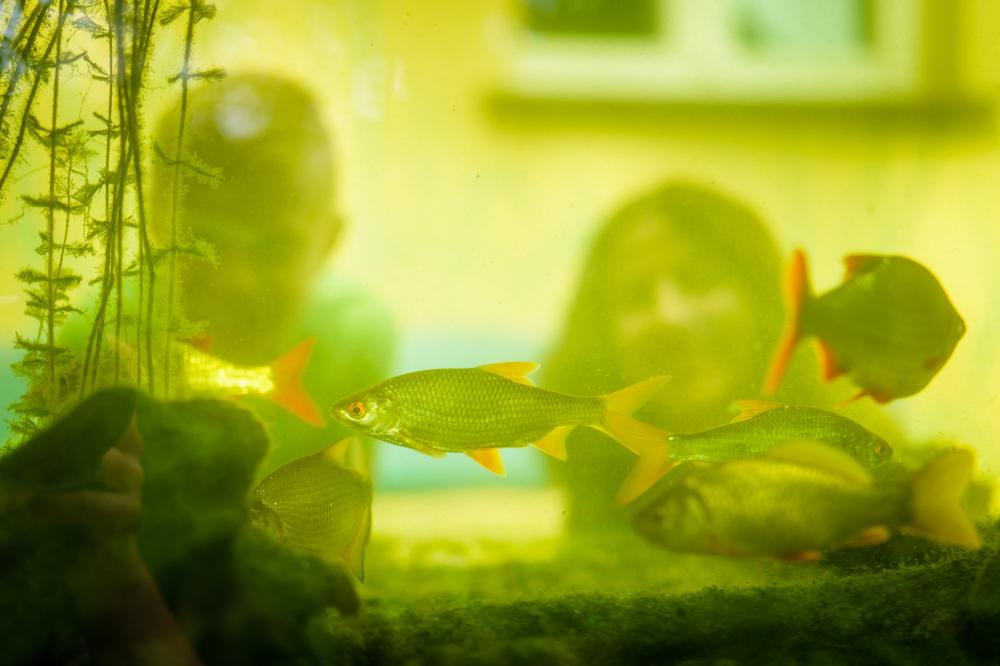 Aquarium im NaturParkHaus Stechlin in Menz, Foto: André Wirsig, Lizenz: REGiO-Nord mbH Aquarium im NaturParkHaus Stechlin in Menz, Foto: André Wirsig, Lizenz: REGiO-Nord mbH