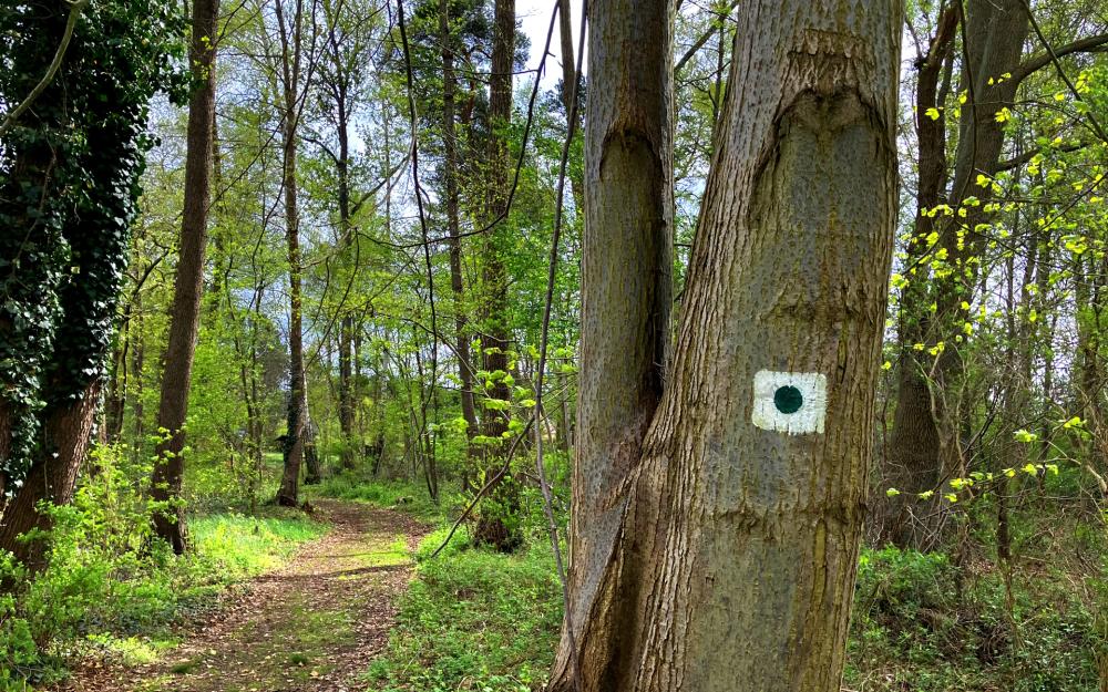 Wegmarkierung: Grüner Punkt auf weißem Hintergrund in quadratischer Form, Foto: Jörg Bartz, Lizenz: TV Ruppiner Seenland e.V. Wegmarkierung: Grüner Punkt auf weißem Hintergrund in quadratischer Form, Foto: Jörg Bartz, Lizenz: TV Ruppiner Seenland e.V.